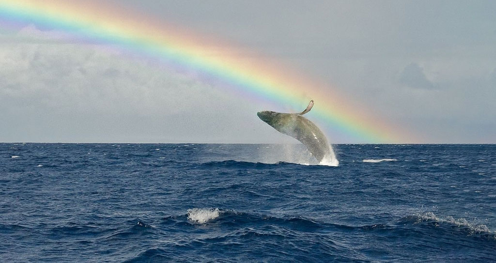 اجزای تشکیل دهنده کاریزما چیست؟