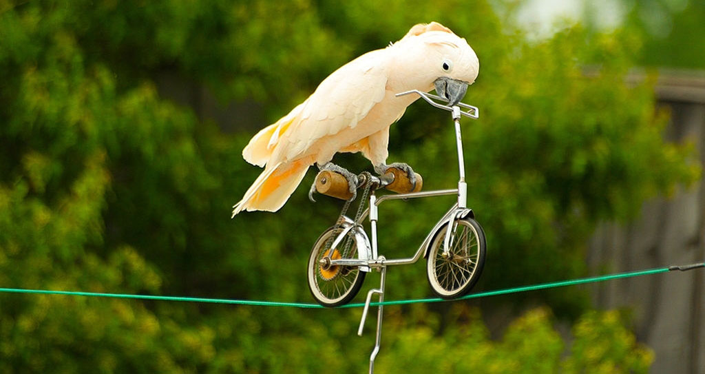 تعادل کار و زندگی در دورکاری با ۱۱ نکته کلیدی که باید به آنها توجه کنید