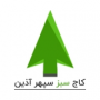 کاج سبز