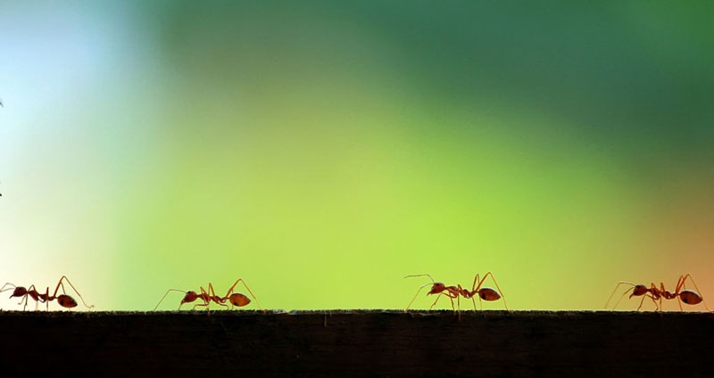 نمونههایی از استدلال استقرایی