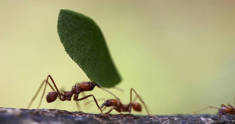 تکنیک مذاکره برای افزایش حقوق - برای درخواست افزایش حقوق با مدیرتان همکاری کنید