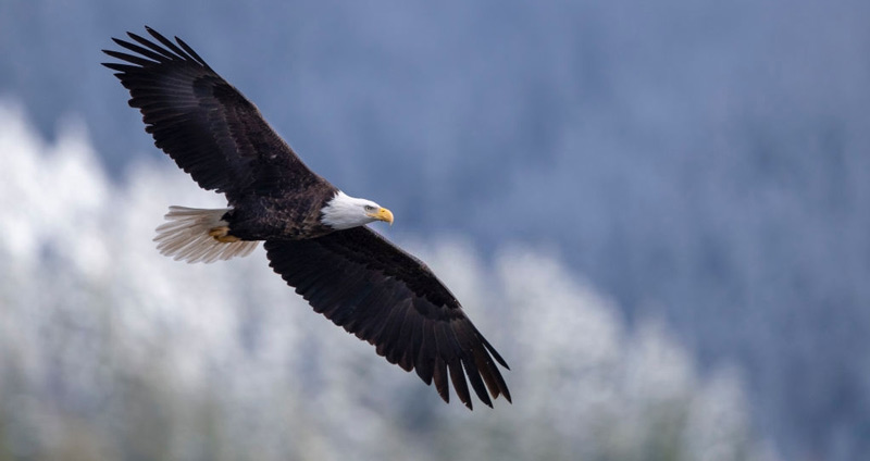 ویژگیها و صفات رهبران در نظریه صفات شخصیت رهبری