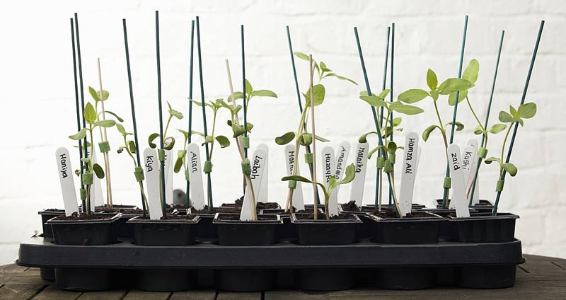 معلمی ماهر هستند- منتورینگ