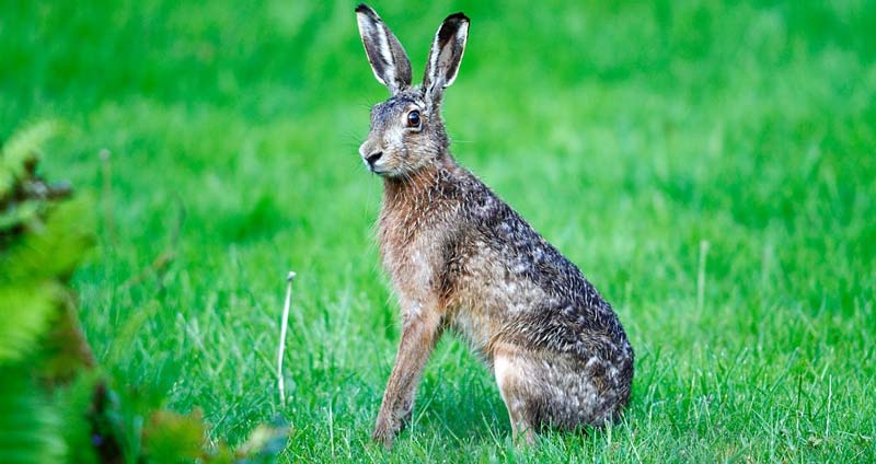 پیگیری تلفن های کاری