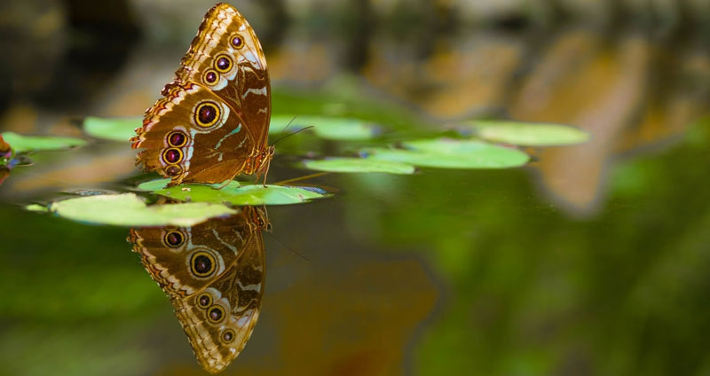 برای تبدیلشدن به رهبری اصیل خودآگاهی را تمرین کنید