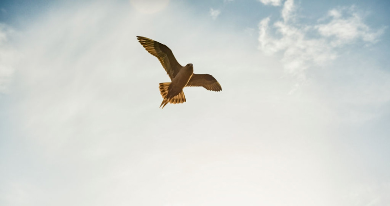 اعتماد‌به‌نفس - رهبری مستبد