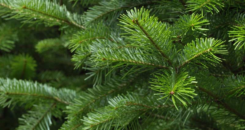 چرا محتوای همیشه سبز مهم است