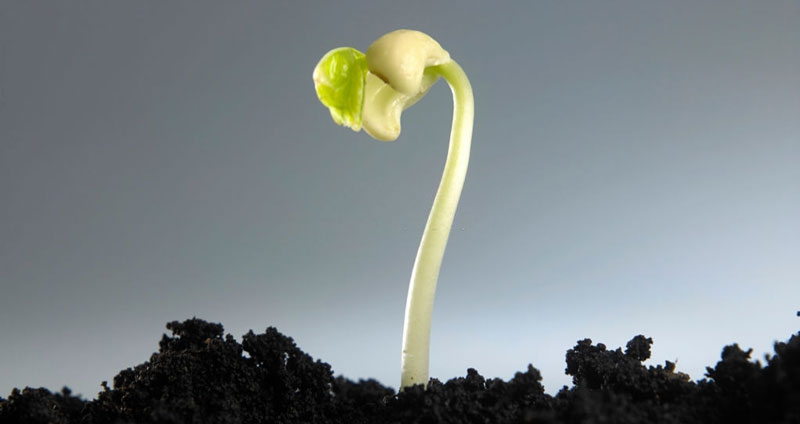 روند رشدتان را بررسی کنید - تمامیت فردی