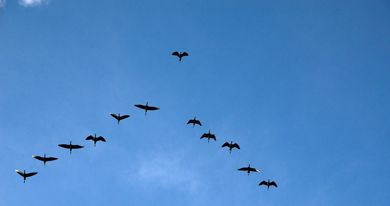 سوال پرسیدن پیشرو