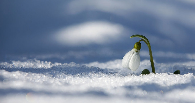 جسور باشید- رهبری چشم اندازگرا