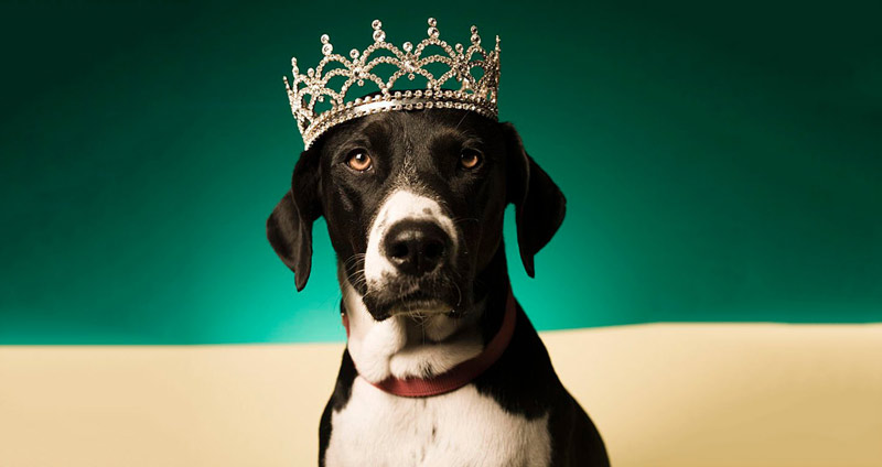 انواع اصلی خودشیفتگی (گروهها)