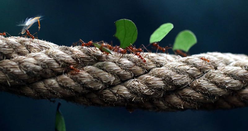 عزم راسخ در مسئولیت پذیری