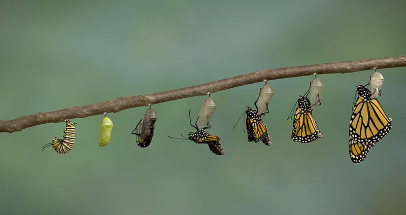 پرورش مهارت همدردی