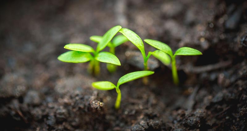 تفاوت دیگر مدیریت و رهبری این است که رهبران رشد می‌کنند اما مدیران به مهارت‌های قبلی خود متکی هستند.