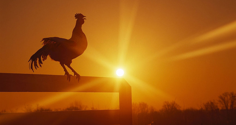 آغاز تغییر از ردههای بالا - اصول مدیریت تغییر