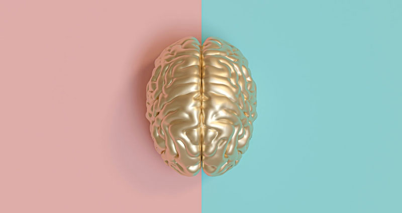 مغز، ادراک، تصمیم گیری