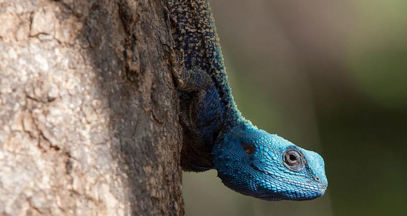 تطبیقپذیری- مهارت های نرم