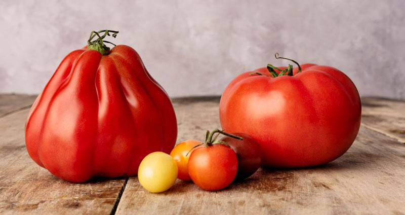 نمونهای از طرح توسعه کارمندان