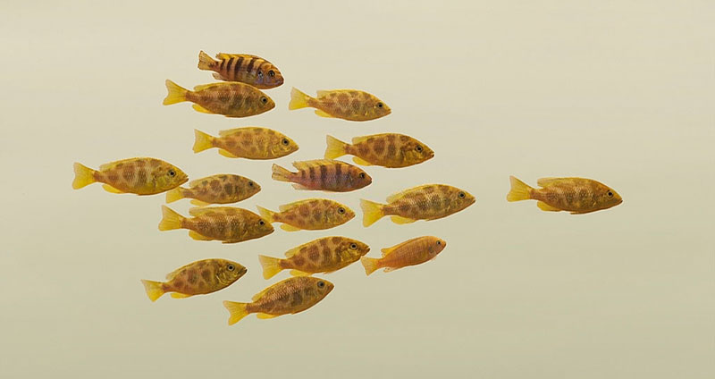 ویژگیهای رهبری چیست؟