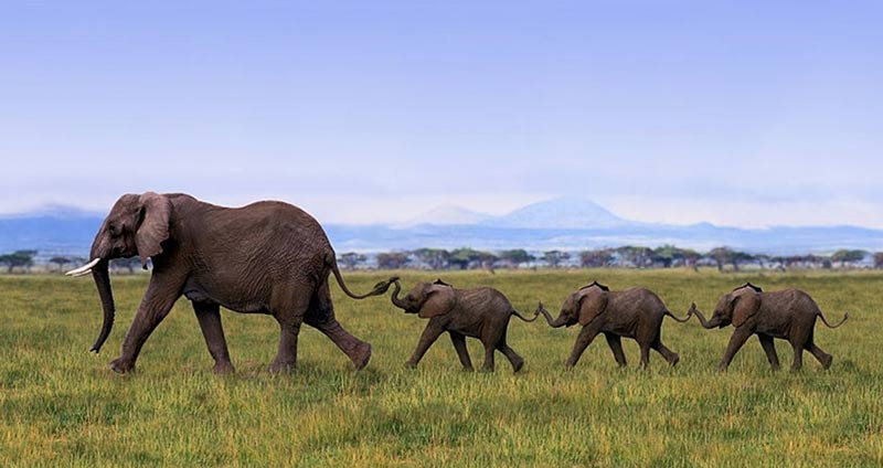 اعتمادسازی- تعهد سازمانی