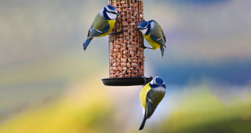 نگاه کردن به فایل های اشتراکی