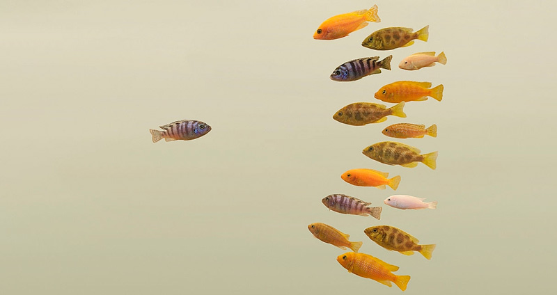 مشاور مدیریت بحران