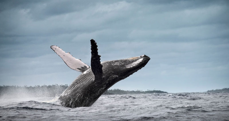 برنامهریزی روبهعقب برای علاقهمندان به تغییر شغل - اهداف قابل دستیابی