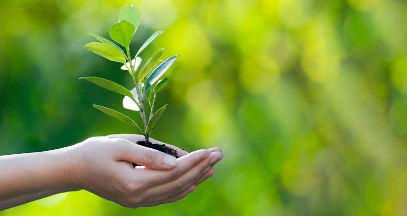 نمونه‌هایی از محتوای همیشه سبز