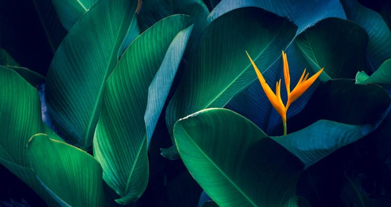 راههای افزایش کاریزما چیست؟