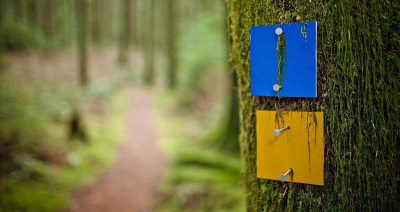 چرا محتوای سبز برای سئو مهم است