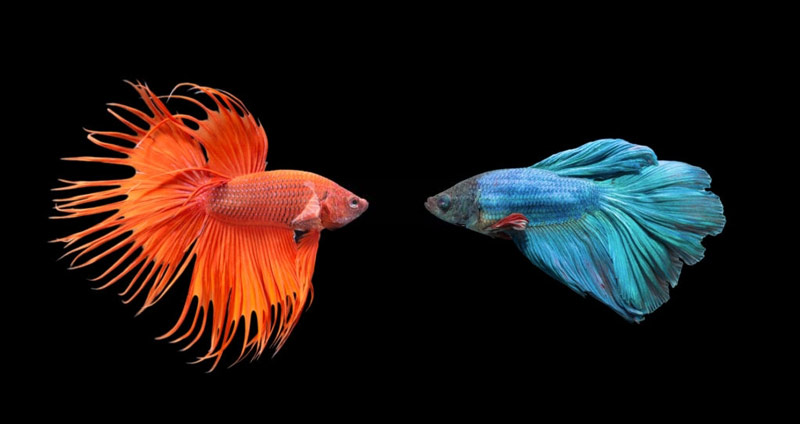 تفاوتهای بین اعتمادبهنفس و عزتنفس - روشهای افزایش اعتماد به نفس