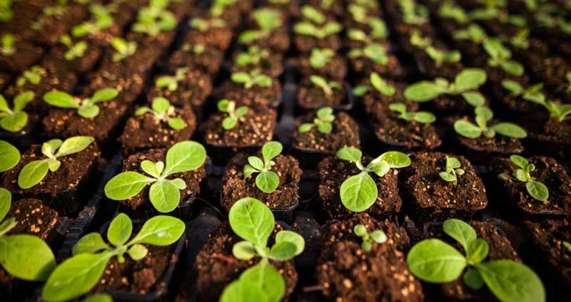  آیا می‌توان انتظار داشت که با کنیبالیزیشن شاهد رشد کسب‌وکار باشیم؟