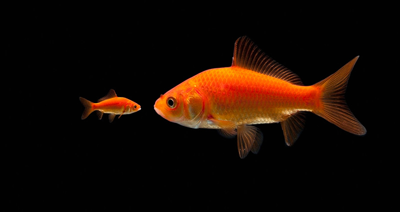 صحبت کردن در سندروم استکهلم