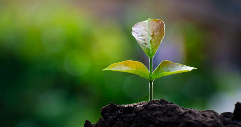 هوش اجتماعی - چگونه میتوانید این نوع هوش را پرورش دهید؟