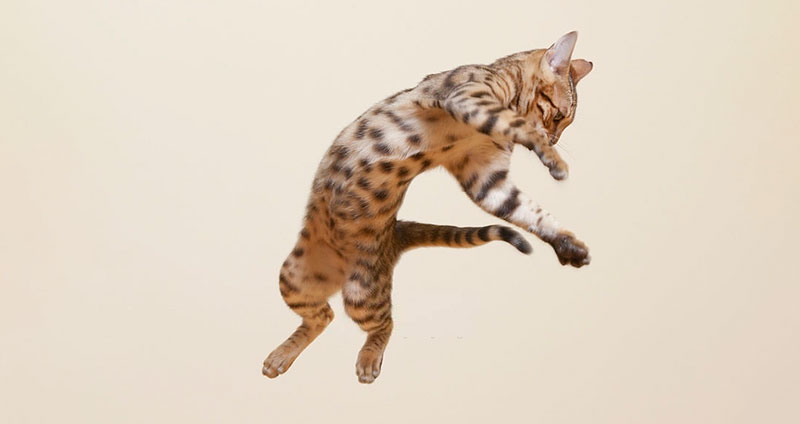 جنبه های انعطاف پذیری شناختی