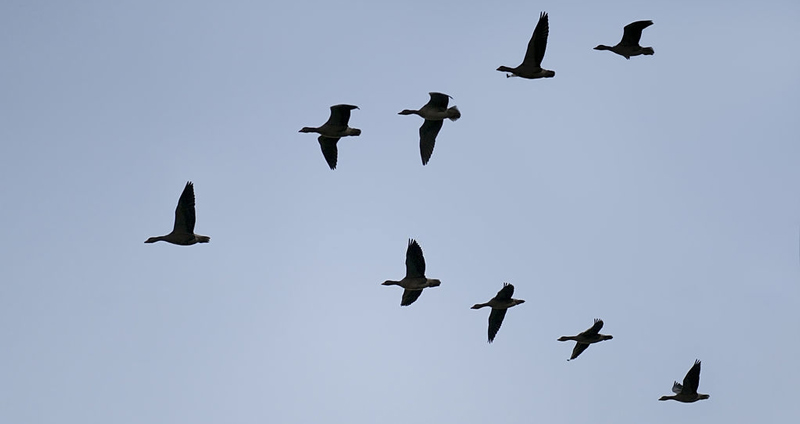 انواع تئوری های رهبری