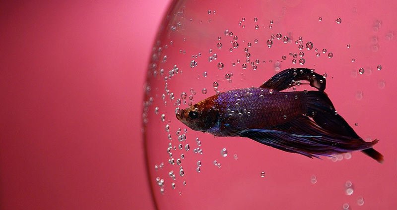 تأثیر نفس کشیدن بر صدا- فن بیان