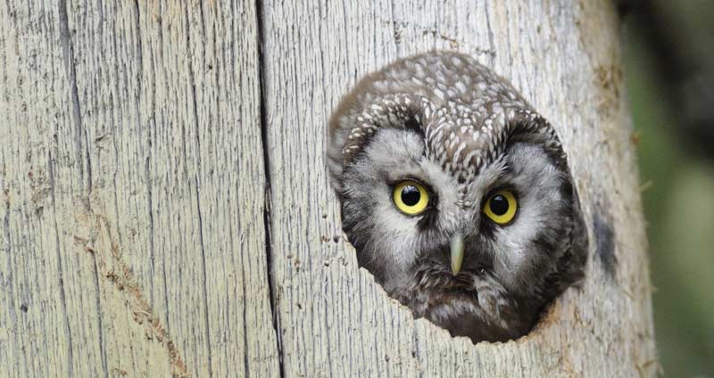 مدیریت ذره بینی